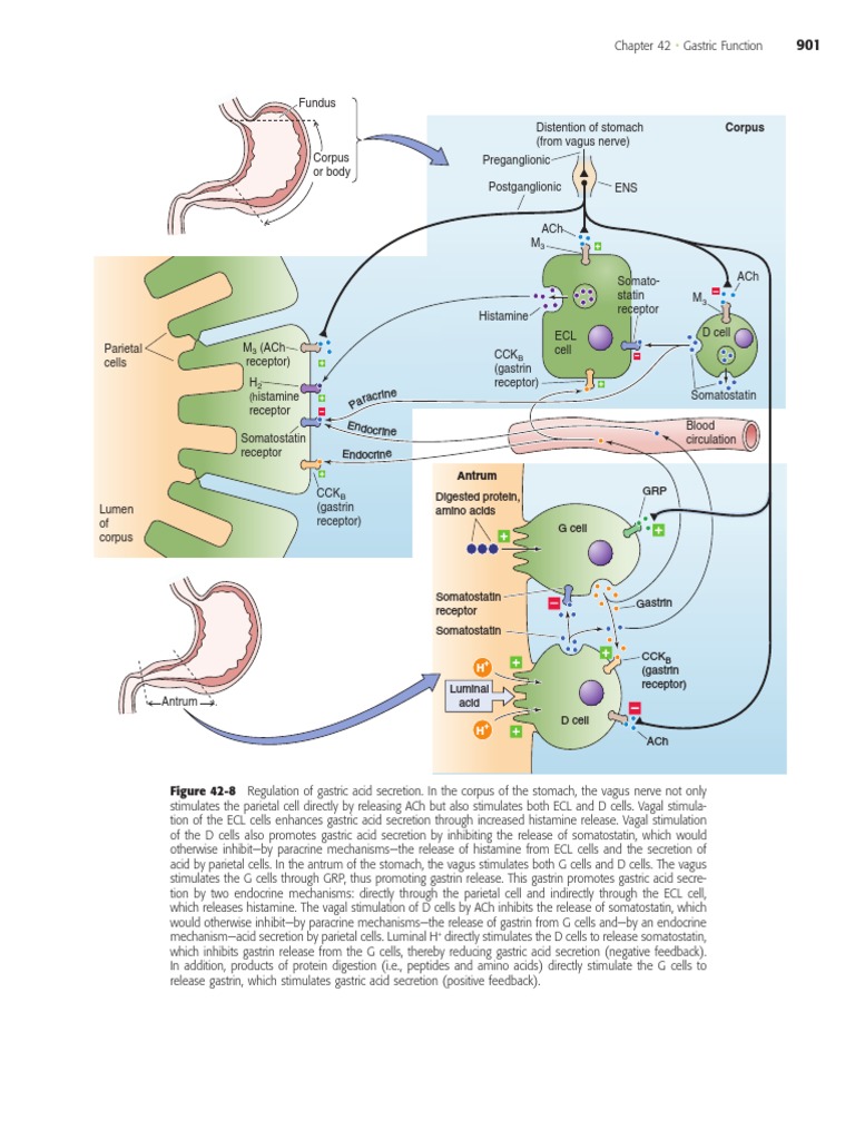 Boron Medical Physiology 915 915 PDF