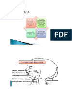 anatomia neonatal.docx