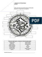 Dibujo Ascaris Esquemático 