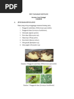 Download PHT TANAMAN KENTANG by Eko Pampang Pasinggi SN332652266 doc pdf