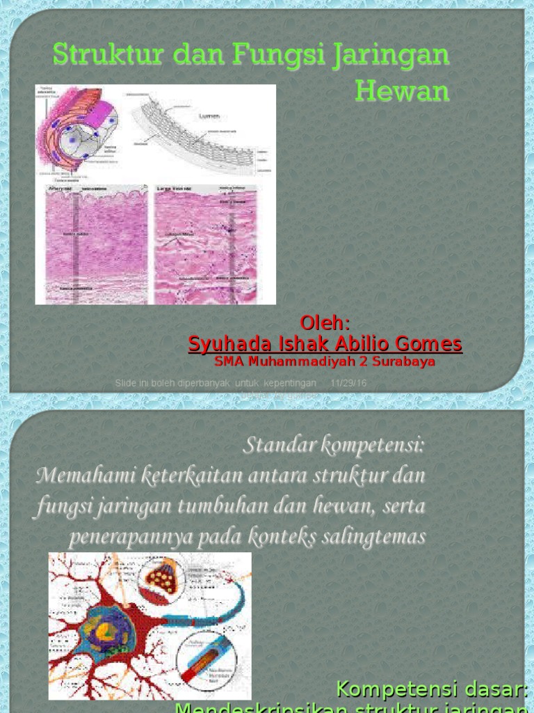  jaringan  hewan  blog ppt