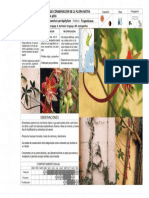 Tropaeolum Pentaphyllum PDF