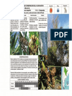 Tessaria Integrifolia PDF