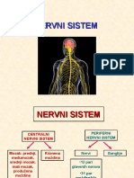 Nervni S