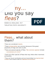 Fleas