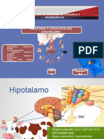 Hipotalamo