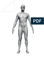 Anatomomía - 3d Cuerpo III