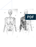 Anatomía - Ilustración IV - Torso