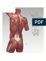 Anatomía - Ilustración VIII Torso