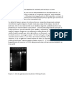 Purificacion y Secuenciacion Del ADN