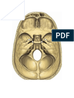 Base Del Craneo