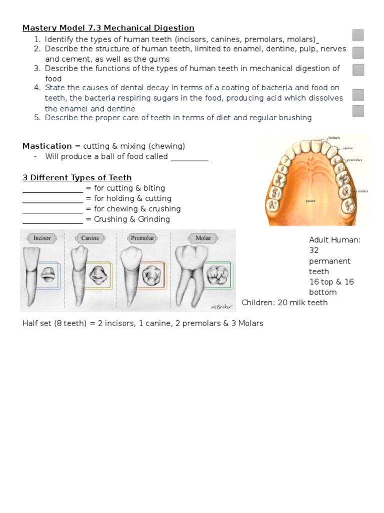 7.3 Mechanical Digestion Human Tooth Tooth Enamel