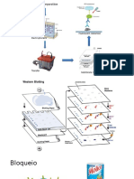 Western Blot - Bio Mol