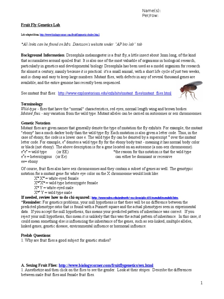 Fruit Fly PDF Mutation Drosophila Melanogaster
