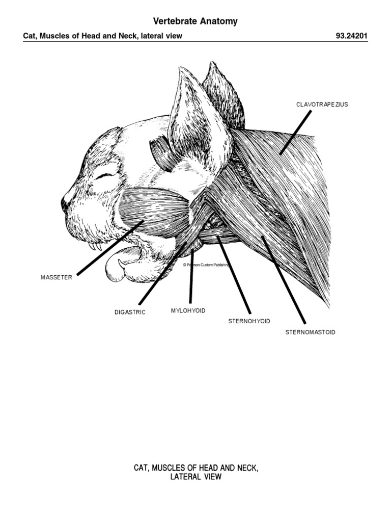 Cat Muscles | PDF