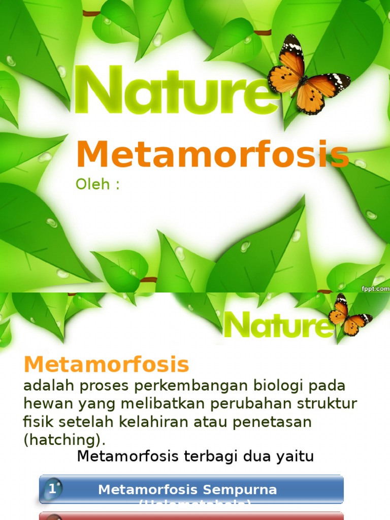 Metamorfosis Sempurna Dan Tidak Sempurna
