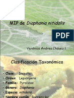 diaphania-nitidalis.pdf