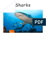 Sharks PDF