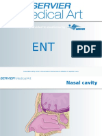 ENT Organs and Common Conditions