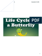 life cycle of a butterfly