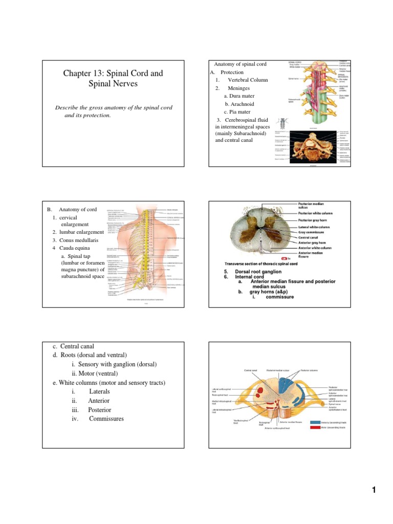 Anatomy and Nerves of the Spinal Cord | PDF | Spinal Cord | Motor Neuron