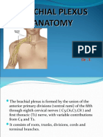 Anatomy of Brachial Plexus