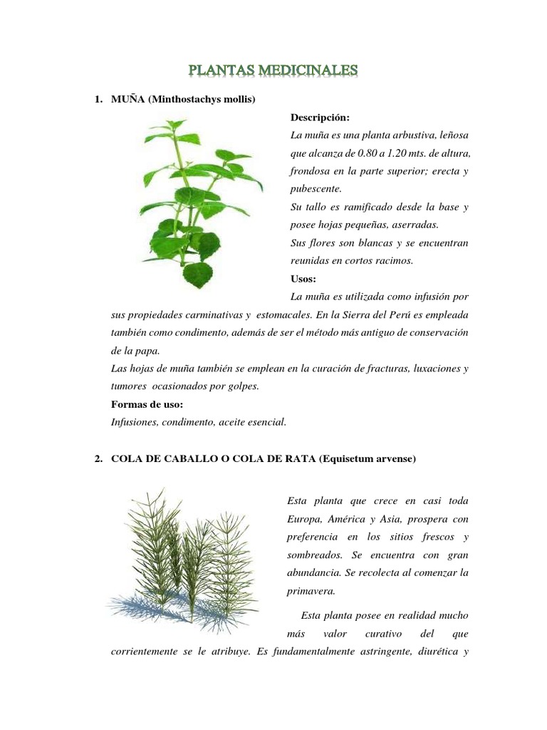 Plantas Medicinales Pdf Resfriado Comun Eucalipto