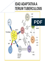 Inmunidad Adaptativa Tb