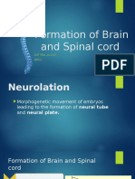 Formation of Brain and Spinal Cord