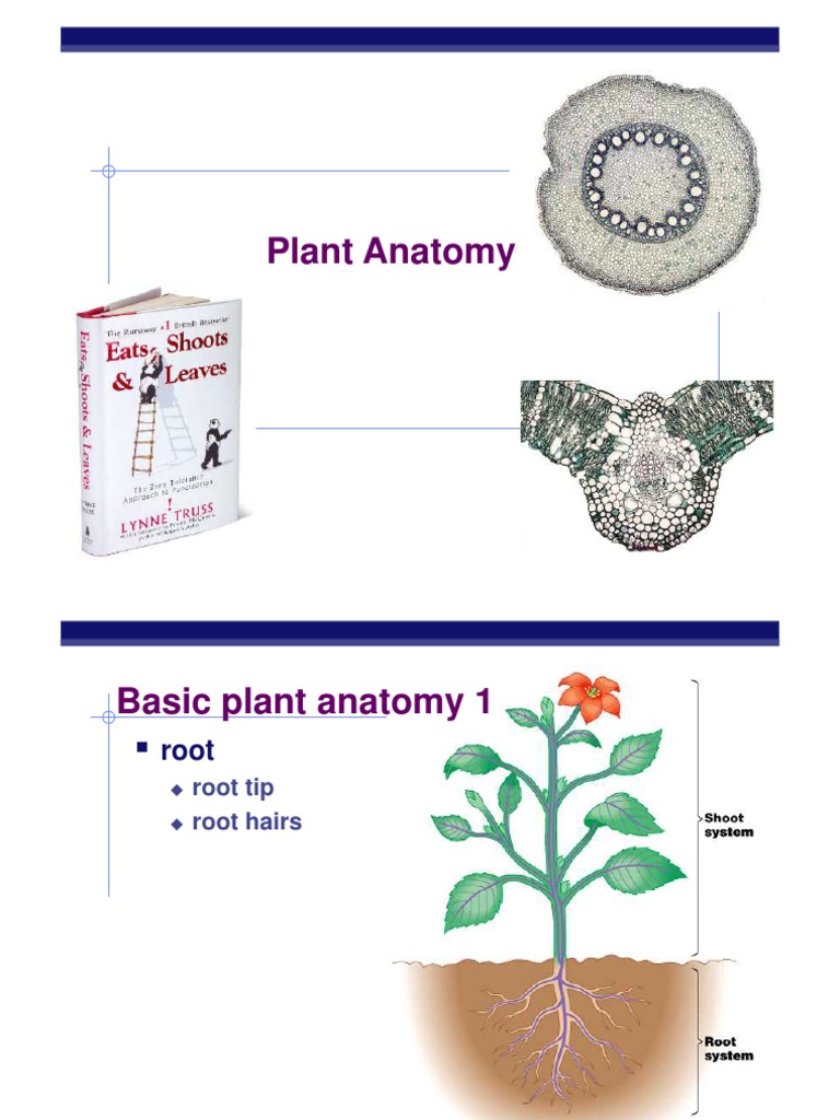 AP Biology: Plant Anatomy Overview | PDF | Tissue (Biology) | Plant Stem