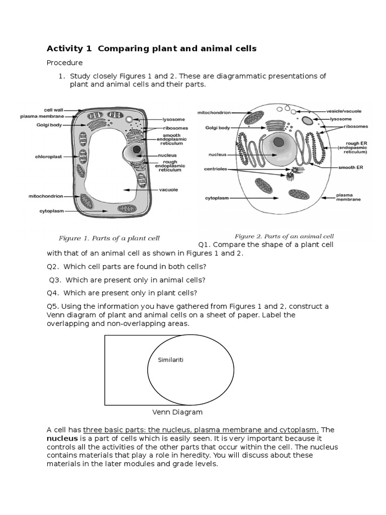 Comparing Plant and Animal Cells Activity | PDF | Vacuole | Cell (Biology)