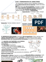 4 Eso.t.3.Herencia Caracteres