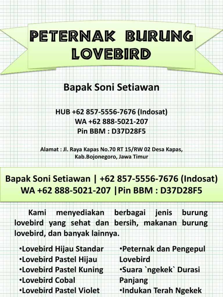 Wa 62 888 5021 207 Peternak Burung Lovebird Surabaya Peternak