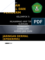 Jaringan Dermal Dan Periderm