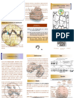 Triptico de Estructura Del Suelo