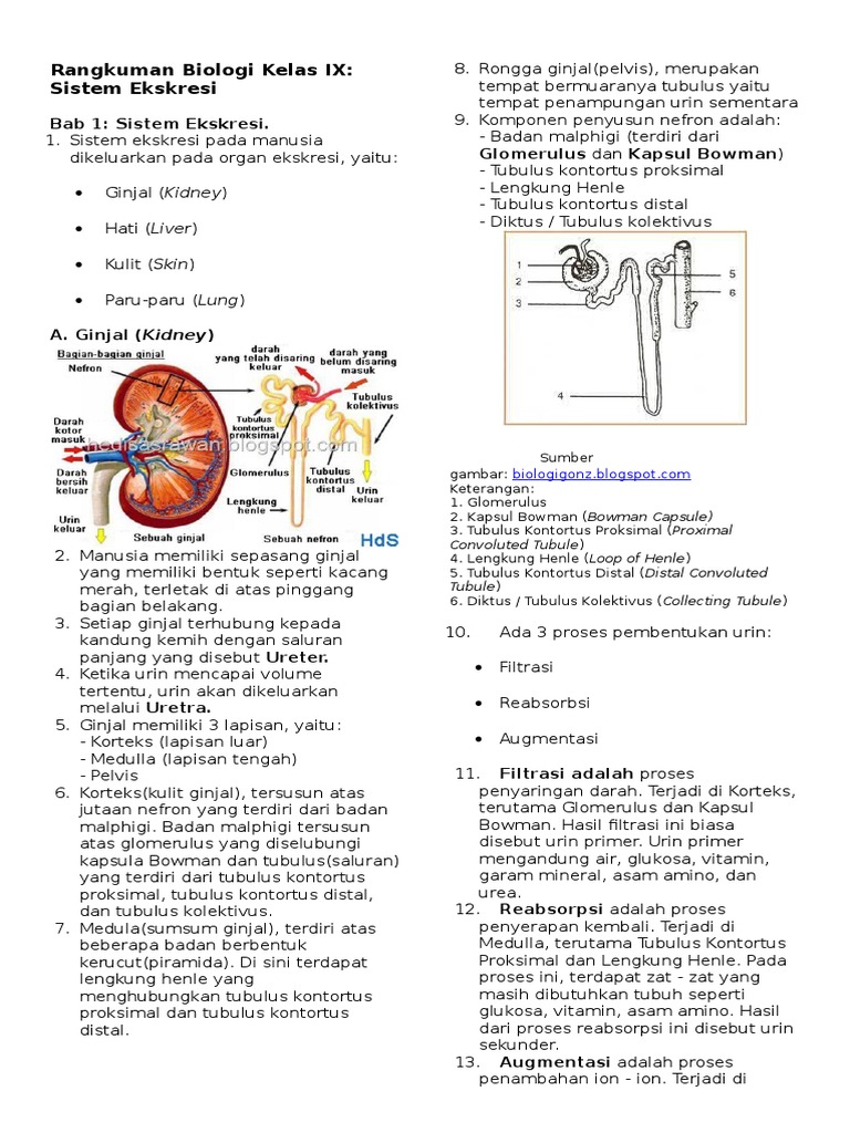 Rangkuman Biologi Kelas Ix Sistem Ekskresi Manusia