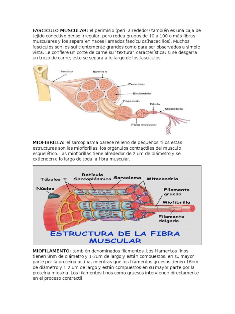Fascículo Muscular y Estructura Muscular | PDF