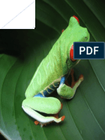 Costa Rican Frog PDF