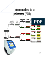 23 PCR Reaccion en Cadena de La Polimerasa