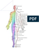 Dermatomas