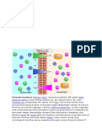 Potensial Membran