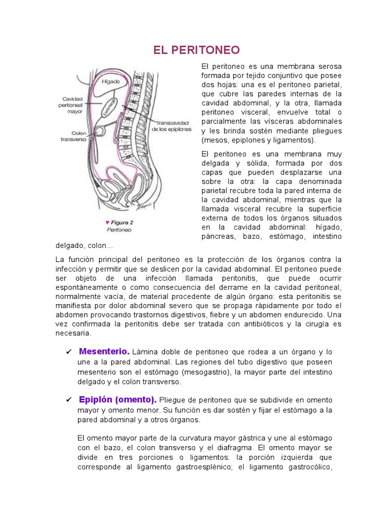 El Peritoneo 3, PDF, Estómago