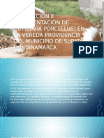 Producción e Implementación de Cuy (Cavia Porcellus) en La Vereda Providencia Del Municipio de Supatá Cundinamarca