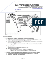 26-Metabolismo Proteico en Rumiantes