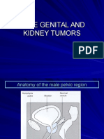 3 Male Genital and Kidney
