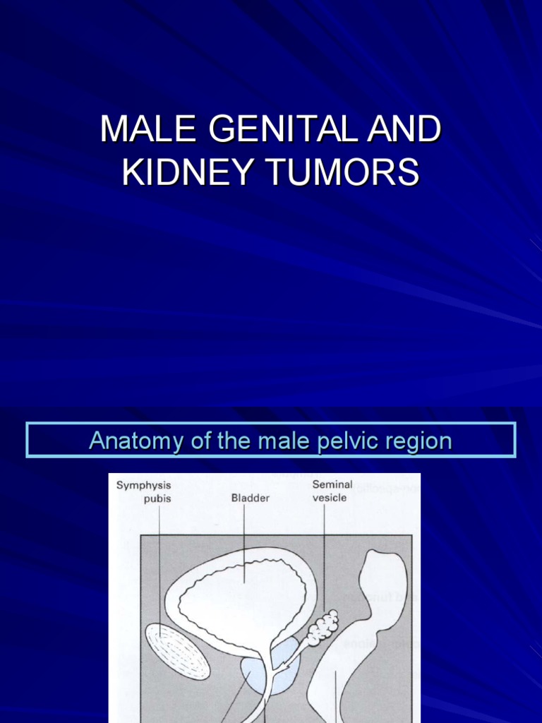 3 Male Genital and Kidney PDF Adrenal Gland Glands