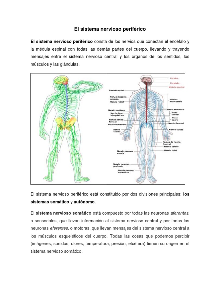 El Sistema Nerviosos Periférico Médula espinal