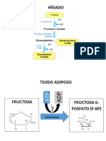 2.1.0 Glucólisis.-rutas Alimentadoras de La Glucólisis (1) (1)