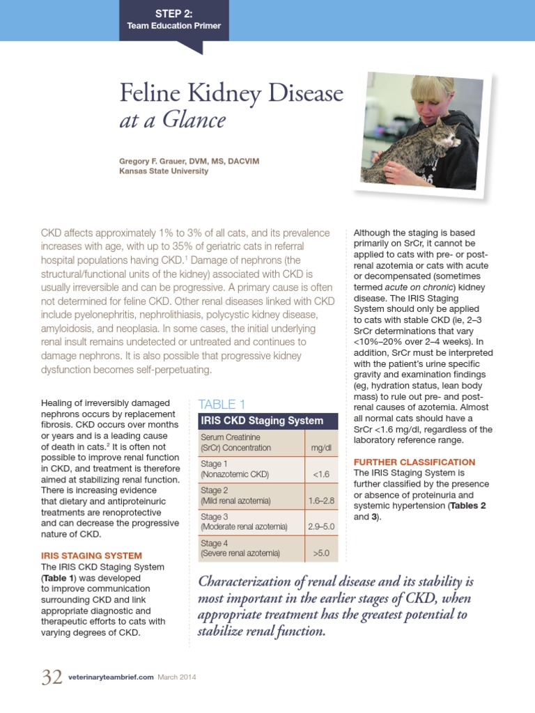 Picture of kidney disease symptoms feline