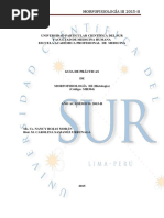 Guíade Práct Morfo III